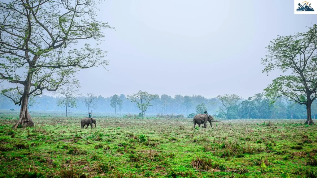 elephant safari in chitwan national park