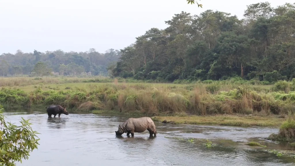 rhino in chitwan national park