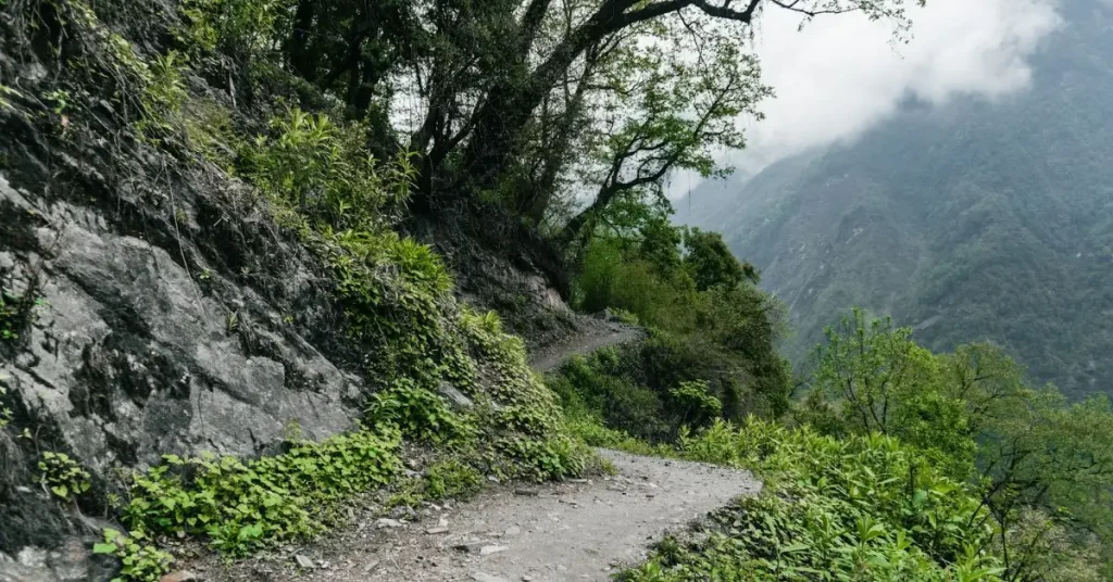 Green forest trail on the Annapurna Base Camp Trek Nepal