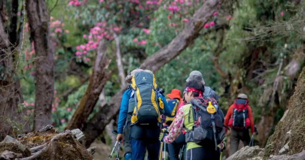 Rhododendron forest during Annapurna Base Camp trek in spring Nepal